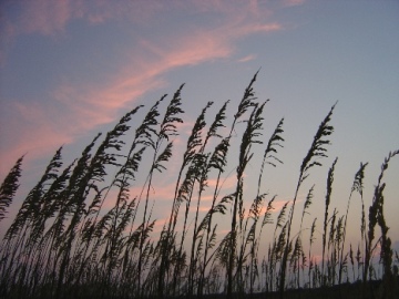 This magnificent photo of Sunset on the Dunes at North Carolina's Outer Banks was taken by Concord, NH photographer Julia Freeman-Woolpert.